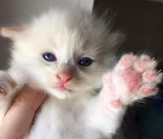 Firefighters used the Jaws of Life to free a 2-week-old kitten stuck between two bricks.