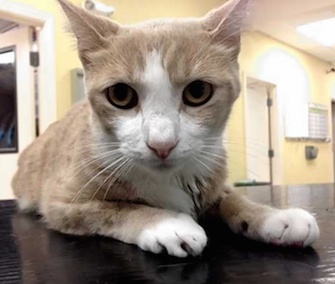 Buttercup the cat is recovering well after an emergency transfusion using dog blood.