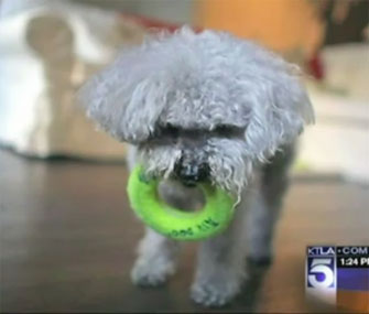 Chichi in a 2010 KTLA video.
