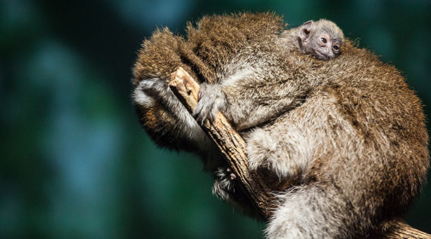 A baby Bolivian gray titi monkey hangs out on mom's back at the Lincoln Park Zoo.