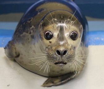 Bryce, a blind baby harbor seal, is being cared for by the Alaska SeaLife Center.