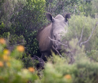 Thandi, a rhino who survived a poaching attack in 2012, give birth to a calf, left, Tuesday.