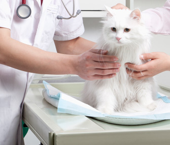 Cats and dogs should get wellness exams at least annually