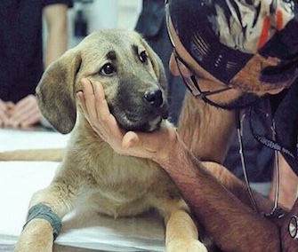 Three-month-old Kuyu survived for 10 days trapped in a 230-foot well in Turkey.