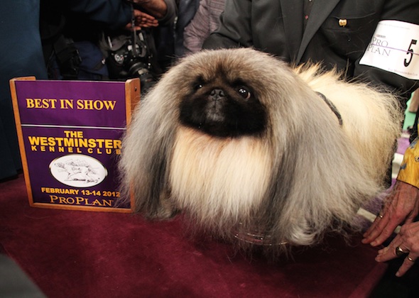 when is westminster dog show 2016 when is westminster dog show 2016