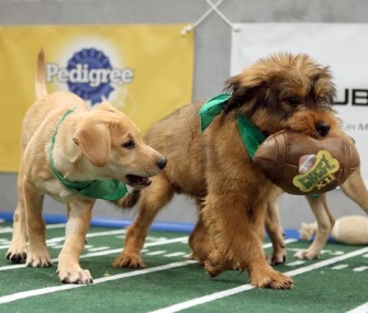 Star, right, ran away with the game, leading Team Ruff to a 70-44 victory over Team Fluff.