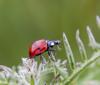 Ladybug