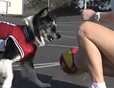 Petey the Border Collie plays basketball