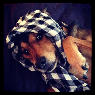Dog Checkered Hoodie