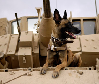 Military Dog