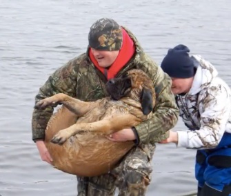 Two fisherman pulled a huge Bull Mastiff from a frigid river in Iowa on Sunday.