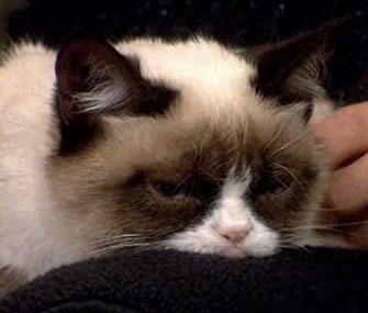 Tardar Sauce, a.k.a. Grumpy Cat, is donating part of the proceeds of merchandise with her scowl to an animal shelter.