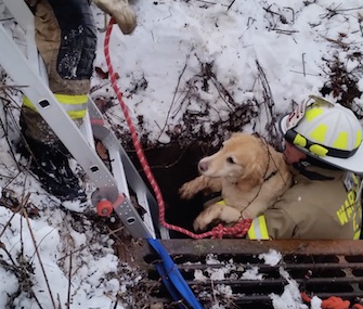 Bailey, a Labrador Retriever mix, was rescued after falling 8 feet into a storm drain.