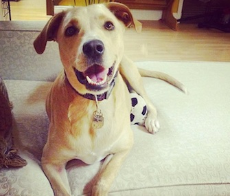 Lana was so sad to be returned to a rescue group but is now happy in her foster home.