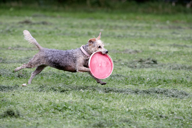 Dog running with frisbee in mouth