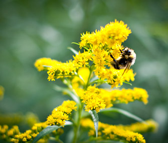 Rusty-patched bumblebee
