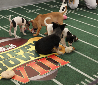 Puppy Bowl players in action