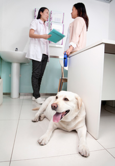 Dog at Vet