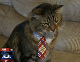 Hank the Cat interview