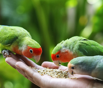 Lovebirds