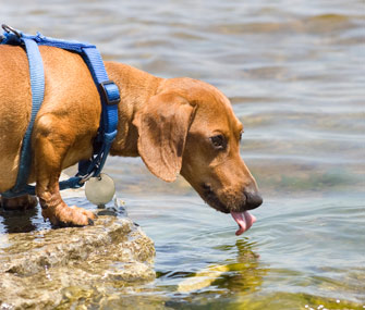 dog drank sea water