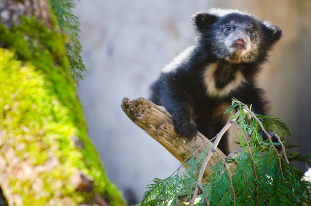 Sloth bear cub on a log