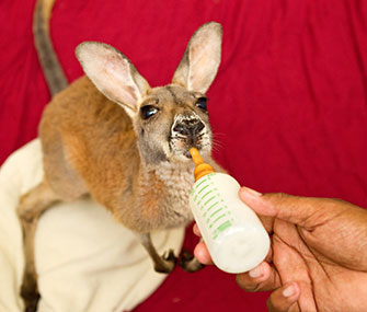 Busch Gardens joey