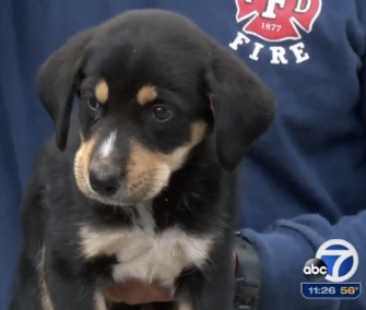 Fresno, California, firefighters rescued a "little troublemaker" from an old well Tuesday.