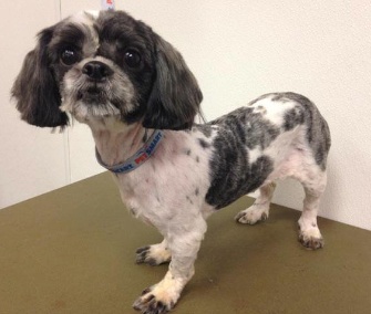 Gigi won $5,000 for her Iowa shelter in the Dirty Dogs Makeover Contest.