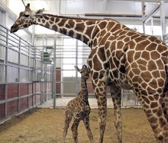 A donor bought the rights to name a male reticulated giraffe born last week at the Dallas Zoo to mom Chrystal.