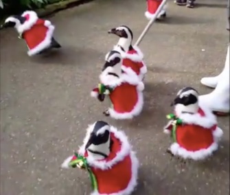 A colony of penguins dons their Santa costumes daily for a waddle through a Japanese park.