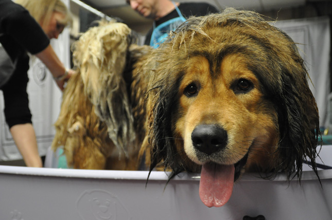 Gaga the Dog at Westminster