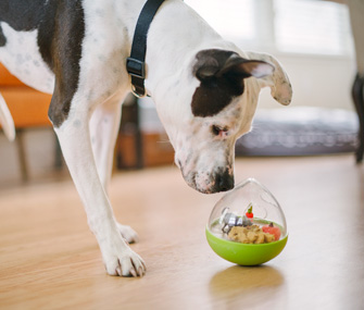 Dog playing with P.L.A.Y Wobble Ball Toy