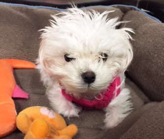 A puppy who suffered terrible abuse has a happy new home.