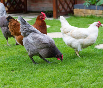Chickens
