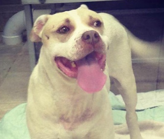 For now, Mama Jade "just wants love, comfy blankets and food, which she's been getting plenty of," writes rescuer Christianna Willis.