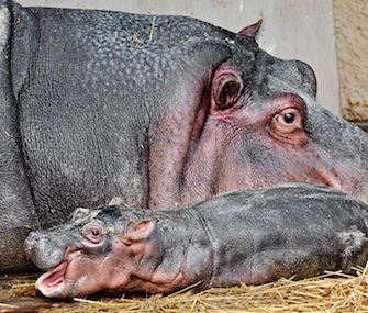 Birth control didn't stop hippo Mara from becoming pregnant with this calf at the Los Angeles Zoo.