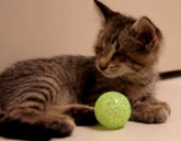 Blind kitten