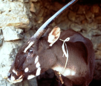 An elusive saola like this one was sighted by a remote camera in Vietnam.