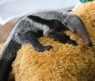 A giant anteater pup rejected by her mom loves her teddy bear surrogate.