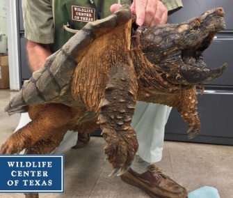 An alligator snapping turtle was rescued from a drainage pipe in Texas.
