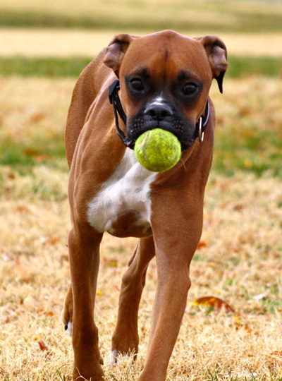 Boxer With Tennis Ball