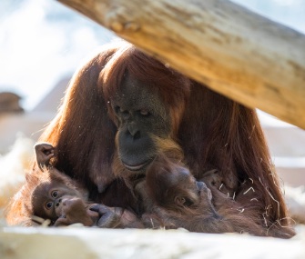 Matra has been seen caring for both her own baby and the baby of a young member of her group.