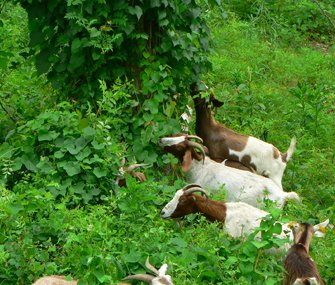 goats eating foliage