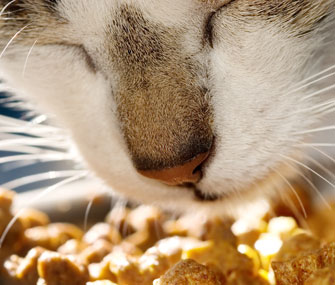 Cat Eating