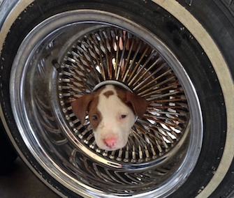 R.J., a Pit Bull mix puppy, needed the help of firefighters to get his head out of a car wheel rim.