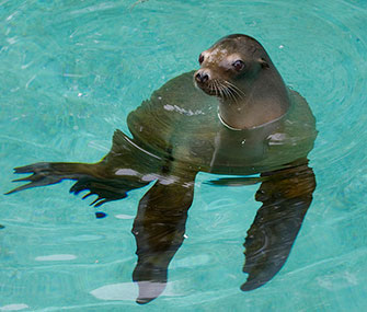 One of the American Trail's residents goes for a swim.