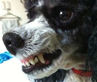 Dog growling