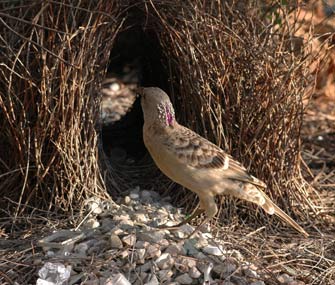 Male bowerbirds build elaborate nests