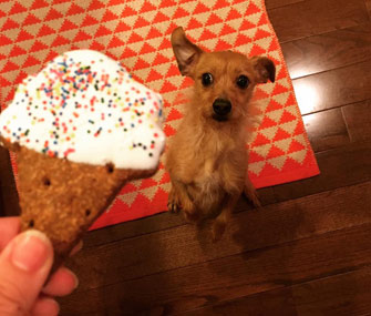 Lilly the Valentine's Day candy hearts stealer